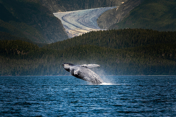 Glacier Whale - Alaska