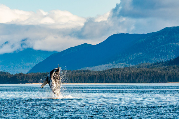 Calf Breach - Alaska