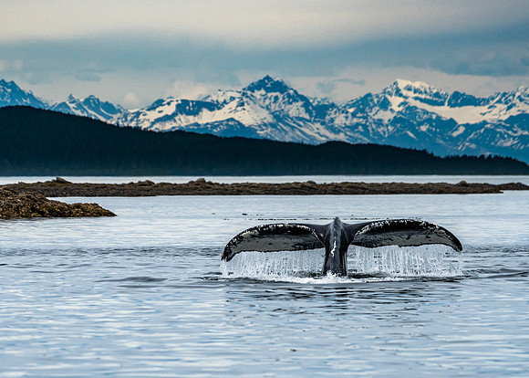Whale Mountains - Alaska