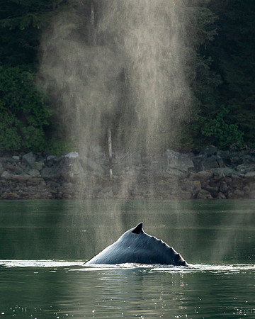 Sea Monster - Alaska