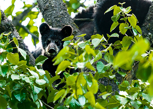 Hungry Cub - Alaska