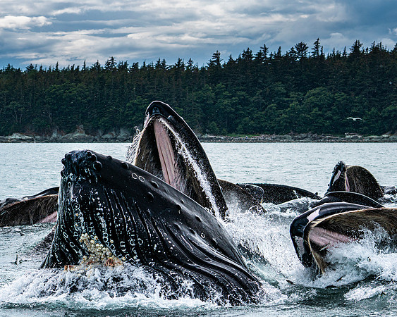 Bubble Net Feeding - Alaska