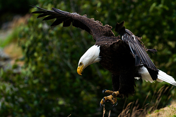 Eagle Landing - Alaska