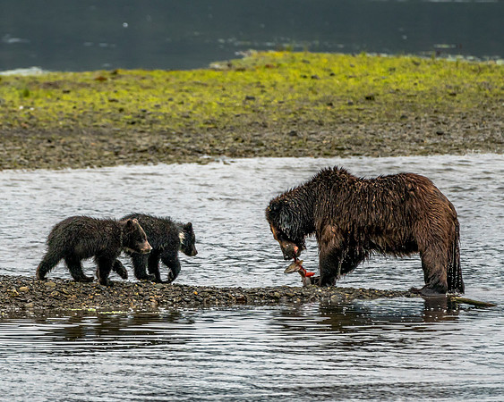 Brown Bear Mama - Alaska