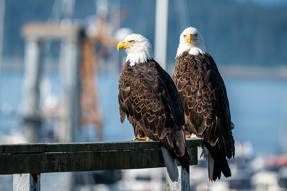 Double Eagle - Alaska