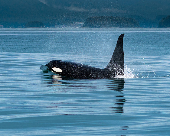 Orca Reflection - Alaska
