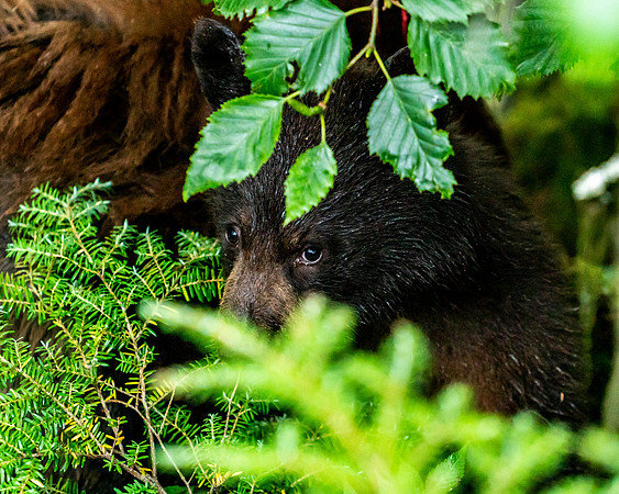 Shy Bear Cub - Alaska